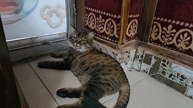 Elazığ'da mahalleli onsuz yapamıyor: 4 yıldır çay ocağının konuğu 'Bıdık'