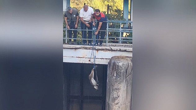 Elazığ'da mahsur kalan dağ keçisi kurtarıldı