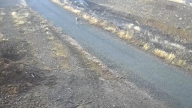 Elazığ'da mezraya inen kurt görüntülendi