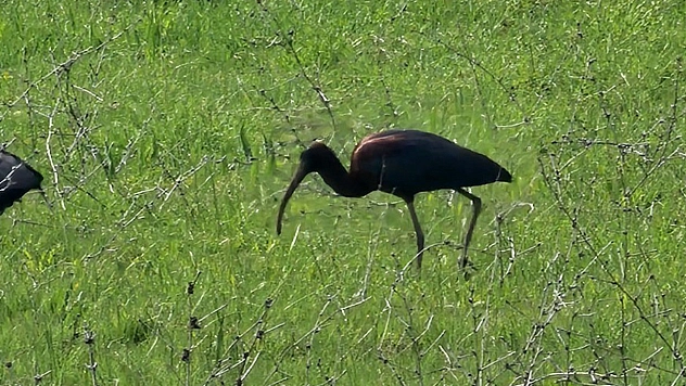 Elazığ'da nesli azalan çeltikçi kuşları görüntülendi