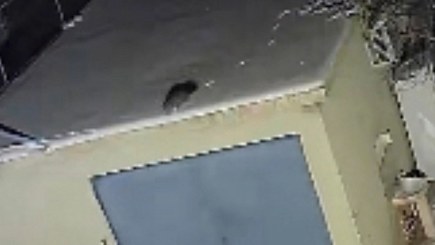 Elazığ'da nesli tükenme tehlikesi altındaki sansar kamerada