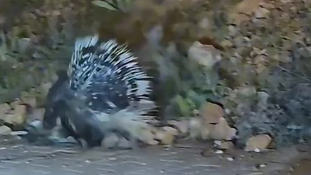 Elazığ'da oklu kirpi görüntülendi