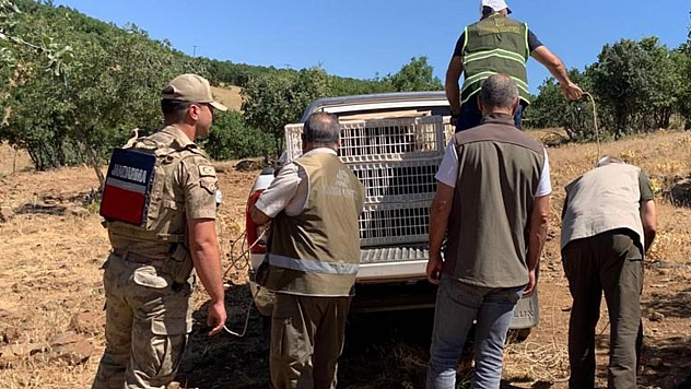 Elazığ'da onlarca keklik doğaya salındı
