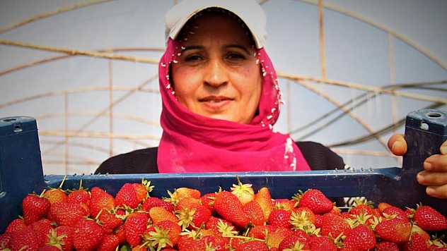 Elazığ'da Örtü Altı Çileğinin İlk Hasadı Gerçekleşti