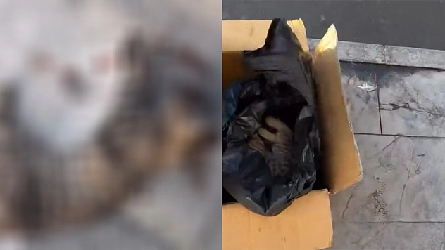 Elazığ'da otobüsün çarptığı kedi öldü