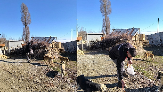 Elazığ'da patili dostlar unutulmadı
