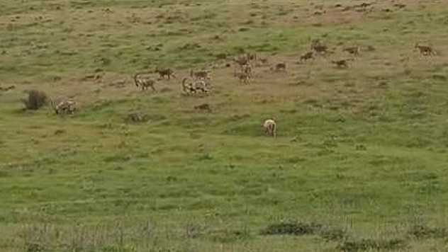 Elazığ'da popülasyondaki artış görüntülere de yansıyor