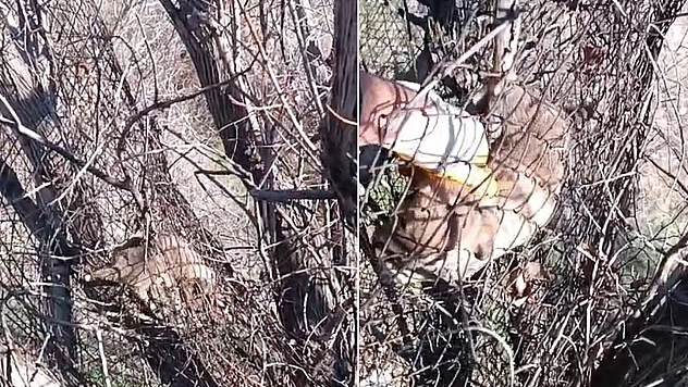 Elazığ'da Ramazan Ayı'nın ilk kahramanı: Yavru canın hayatını kurtardı