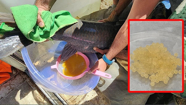 Elazığ'da Şabut balığı İçin Kültür Üretimi Projesi Başladı