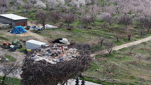 Elazığ'da sadık misafir