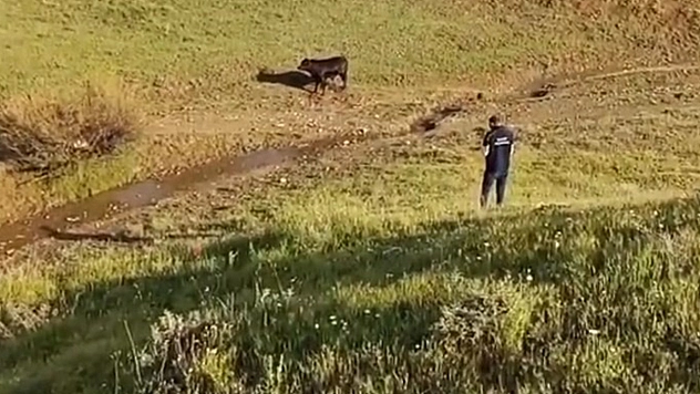 Elazığ'da sahibinin elinden kaçan ineği belediye ekipleri yakaladı