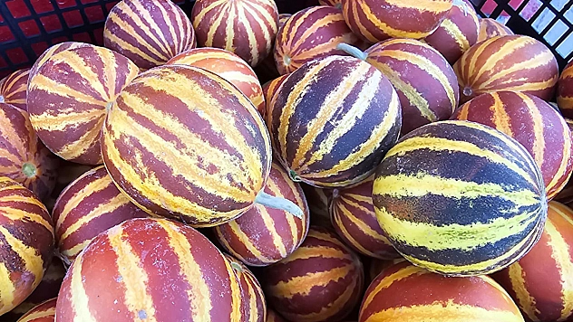 Elazığ'da şamama kavunu tezgahlarda