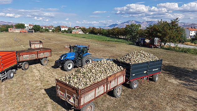 Elazığ'da şeker pancarı hasadı başladı