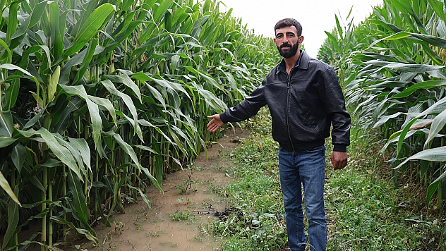 Elazığ'da sel suları 300 dönümlük emeği yuttu