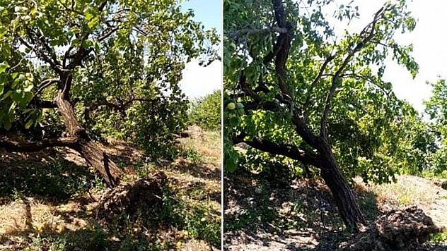 Elazığ'da Şiddetli Rüzgar Kayısı Ağaçlarını Yerlerinden Söktü!