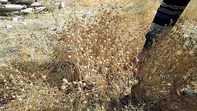 Elazığ'da şifasını bilen herkes bu tohumu konuşuyor! Faydasını anlata anlata bitiremiyorlar