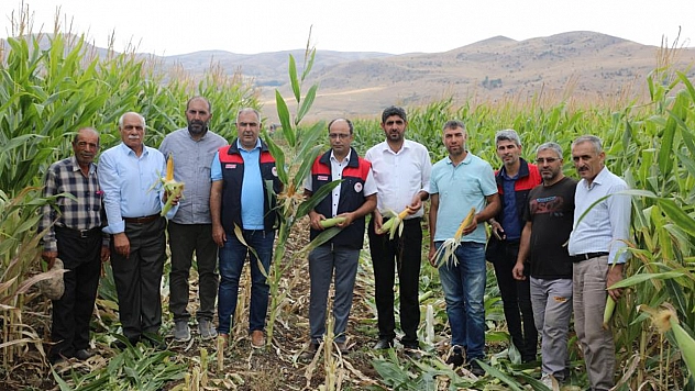 Elazığ'da silajlık mısır hasadı başladı