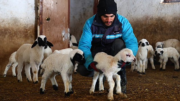 Elazığ'da soğuk hava kuzulamayı erkene çekti
