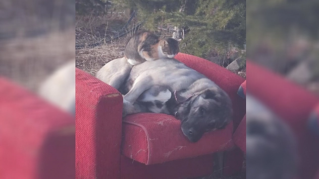 Elazığ'da soğuk hava nelere kâdirmiş