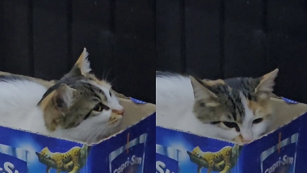 Elazığ'da soğuktan üşüyen sokak kedisi kendine kutudan yuva yaptı