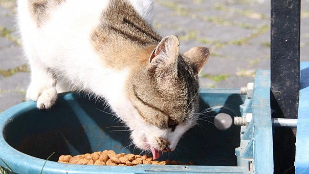 Elazığ'da Sokak Hayvanları Unutulmadı