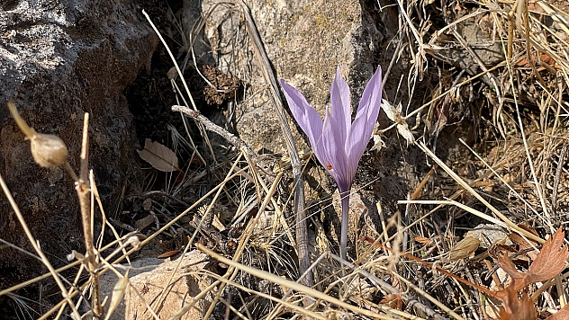 Elazığ'da sonbaharda açan nadir çiğdemler doğa tutkunlarını büyüledi