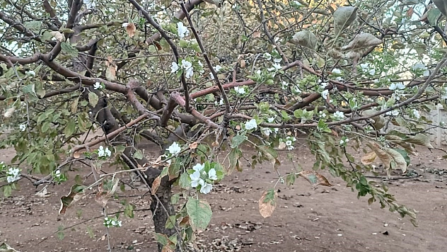Elazığ'da sonbaharda çiçek açan ağaç görenleri şaşırttı