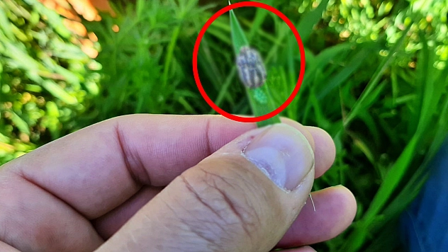 Elazığ'da Süne İle Mücadele Çalışmaları Başladı