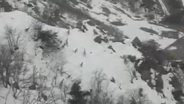 Elazığ'da Sürü Halinde Dağ Keçileri Görüldü