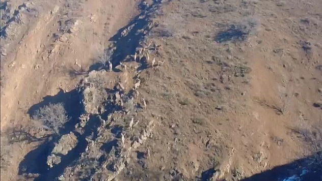 Elazığ'da sürü halinde gezen dağ keçileri görüntülendi