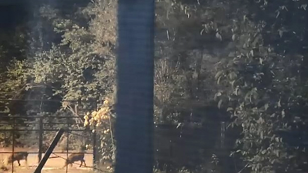 Elazığ'da sürü halinde görüntülendiler