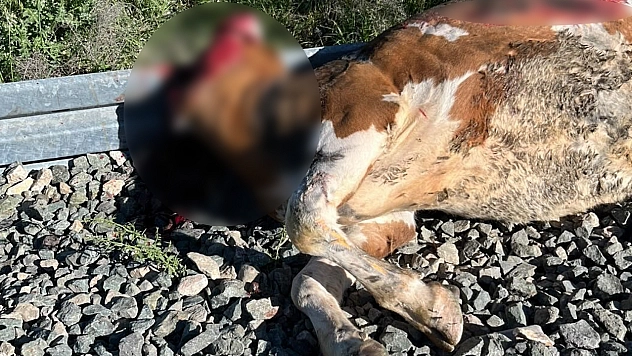 Elazığ'da talihsiz kaza!