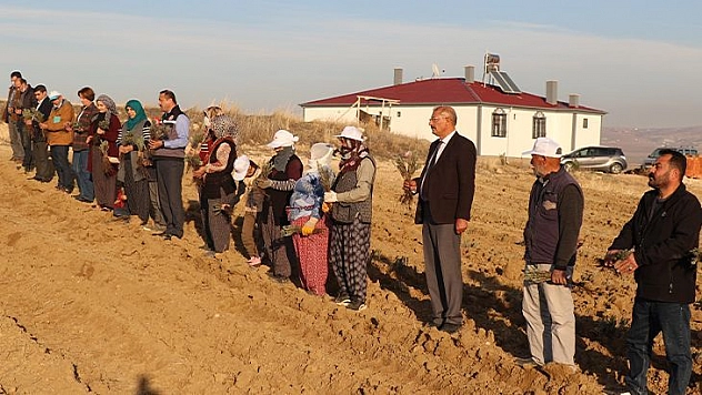 Elazığ'da Tıbbi Ve Aromatik Bitkilerin Ekim Alanı Genişliyor 