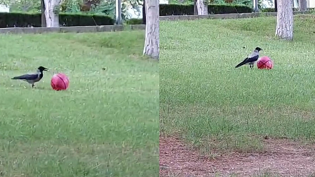 Elazığ'da Top Cambazı Karganın  Hareketleri Şaşırttı