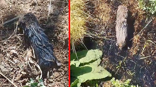 Elazığ'da toprak altından çıkan canlı merak uyandırdı