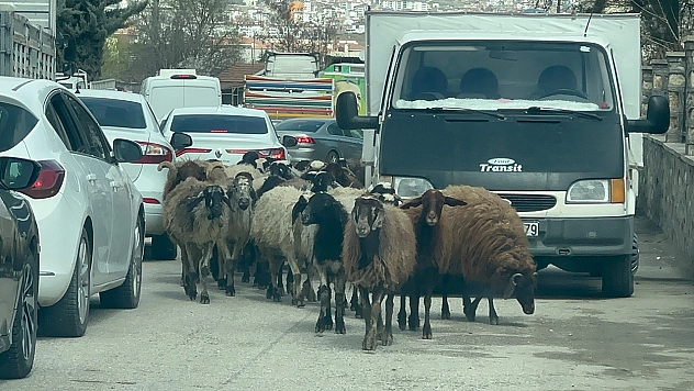 Elazığ'da trafikte beklenmedik misafir: Koyun sürüsü şehir merkezinde yolu kapattı