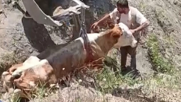 Elazığ'da Uçurumdan inek düştü