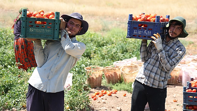 Elazığ'da üretici: 'Tarlada domates 8 lira, markette 25 lira'