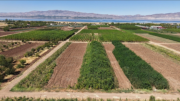 Elazığ'da üretilen milyonlarca fidan, ülkeye nefes oluyor