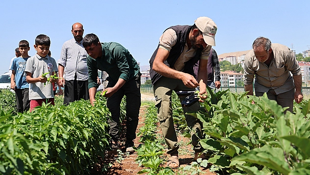 Elazığ'da üretim arttı, sofralar sebzeyle dolacak