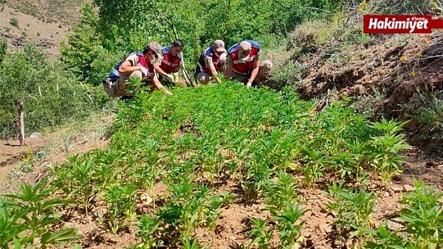 Elazığ'da uyuşturucu tarlasına operasyon, 6 bin kök kenevir ele geçirildi