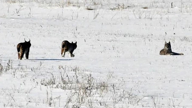 Elazığ'da vaşak ailesi görüntülendi