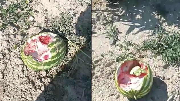 Elazığ'da yaban domuzları karpuz tarlalarına dadandı