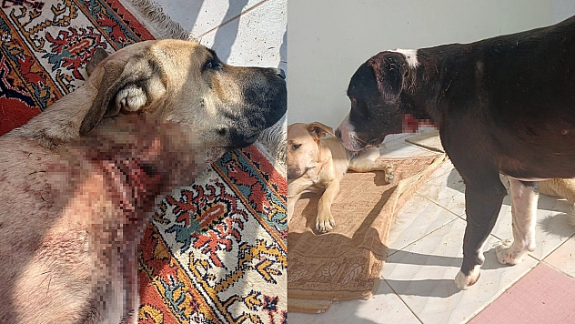 Elazığ'da yaban domuzları köpekleri hedef aldı