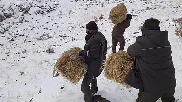 Elazığ'da yaban hayatı için yem desteği sürüyor