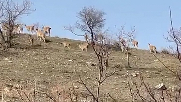 Elazığ'da Yaban Keçi Sürüsü Görüntülendi