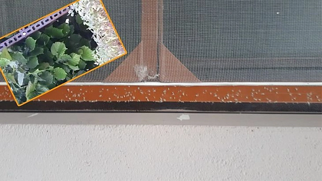 Elazığ'da 'Yaprak Biti' Bahçe ve Evleri Sardı, Ekipler Çalışma Başlattı