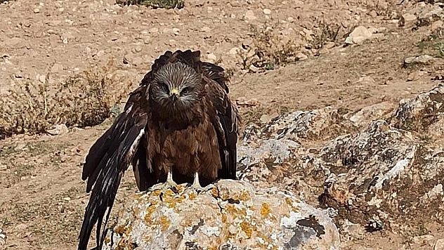 Elazığ'da yaralı çaylak kuşuna köylülerden şefkat eli