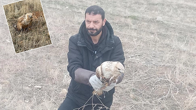 Elazığ'da yaralı kartal tedavi altına alındı