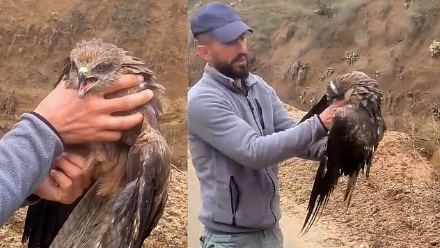 Elazığ'da yaralı şahin kurtarıldı